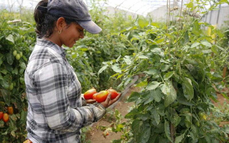 Secretaría de Seguridad Alimentaria y Nutricional 