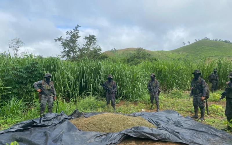 Ejército de Guatemala erradica plantaciones de matas de marihuana y arbustos de coca en los departamentos de Petén y Alta Verapaz.