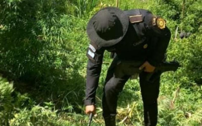 Erradican más de 71 mil matas de marihuana en Totonicapán