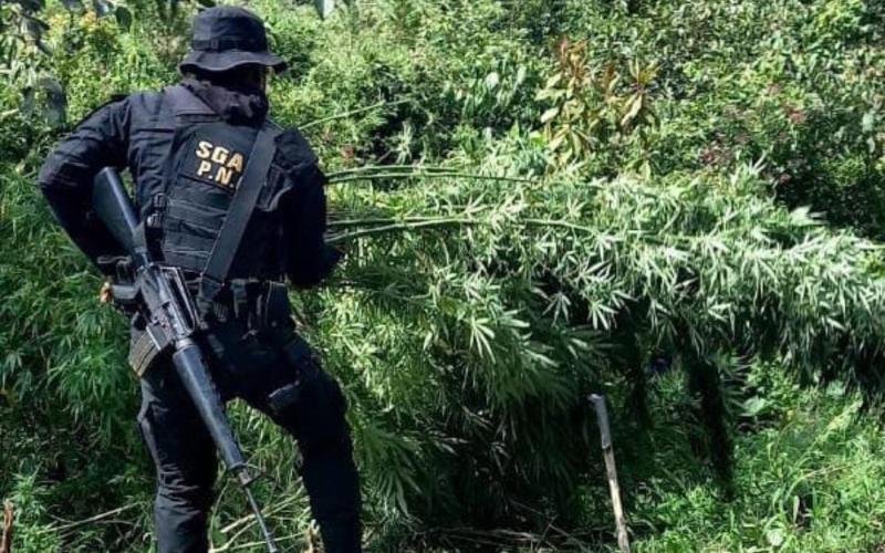 Erradican marihuana en Huehuetenango y Totonicapán