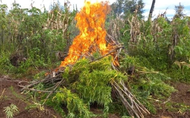 Erradican marihuana y hoja de coca en Totonicapán y Zacapa
