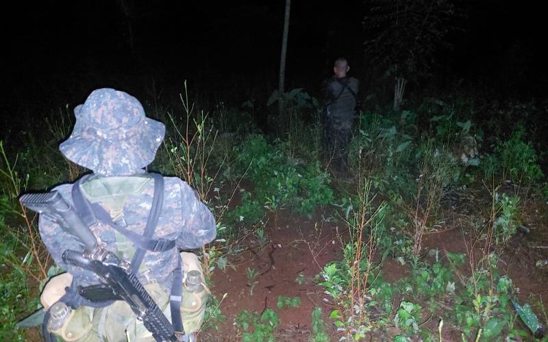 Ejército de Guatemala localizó plantación de hoja de coca y un posible narcolaboratorio en el departamento de Izabal.