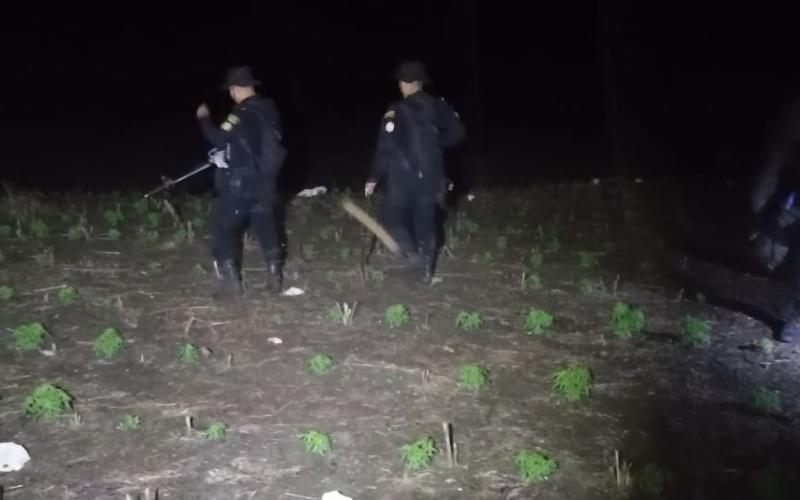 Erradican plantaciones de marihuana valoradas en más de Q300 millones
