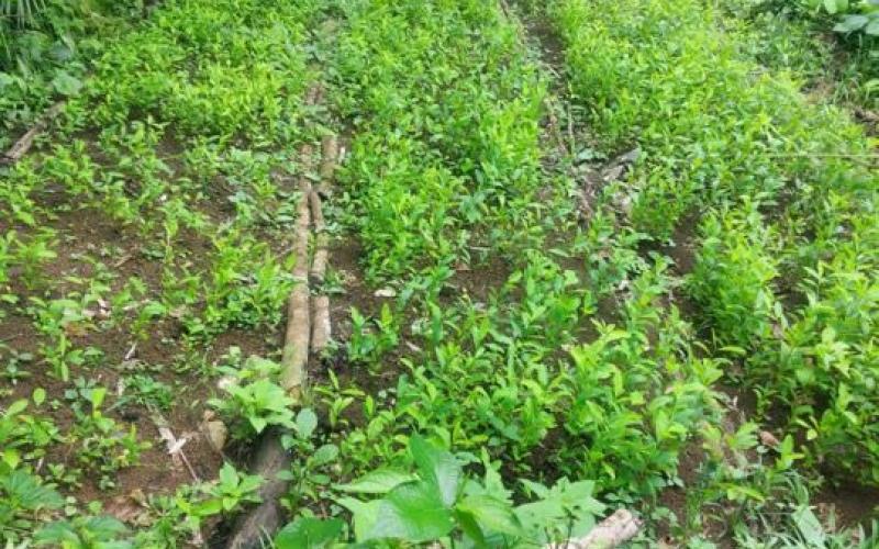 Antinarcóticos erradica plantación de arbustos de hoja de coca