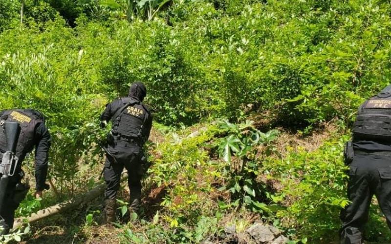 Erradican 25 mil arbustos de hoja de coca en Alta Verapaz