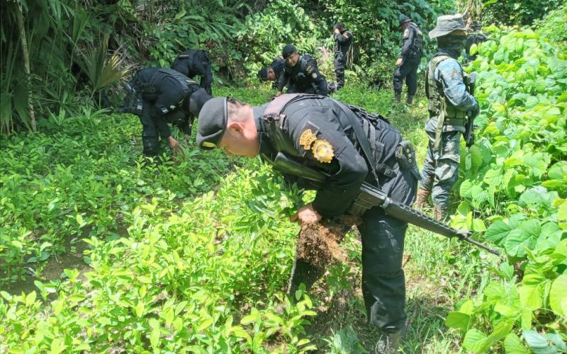 Erradican más de 172 mil arbustos de hoja de coca y 168 mil matas de marihuana en Izabal, Alta Verapaz y Petén