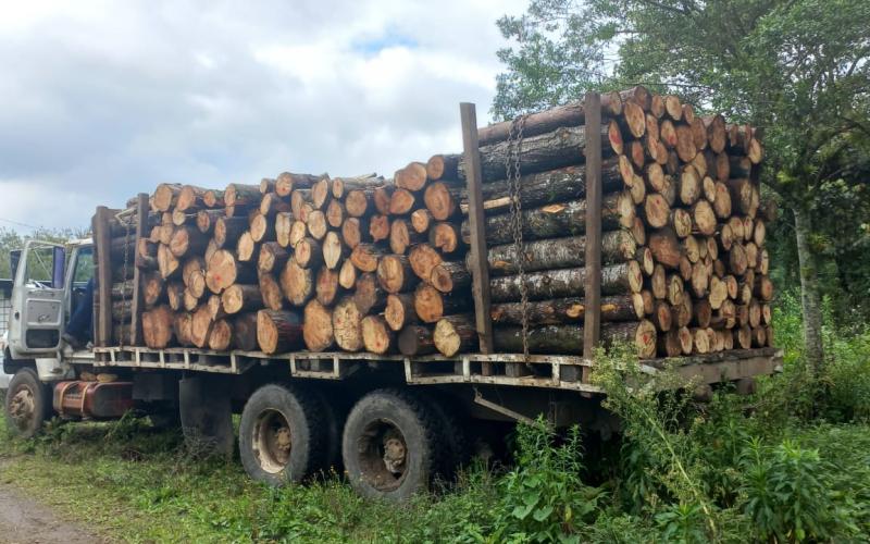 Capturan a persona por transporte ilegal de producto forestal