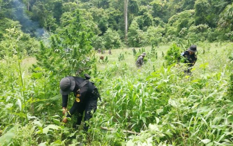 Erradican más de 112 mil matas de marihuana en Petén