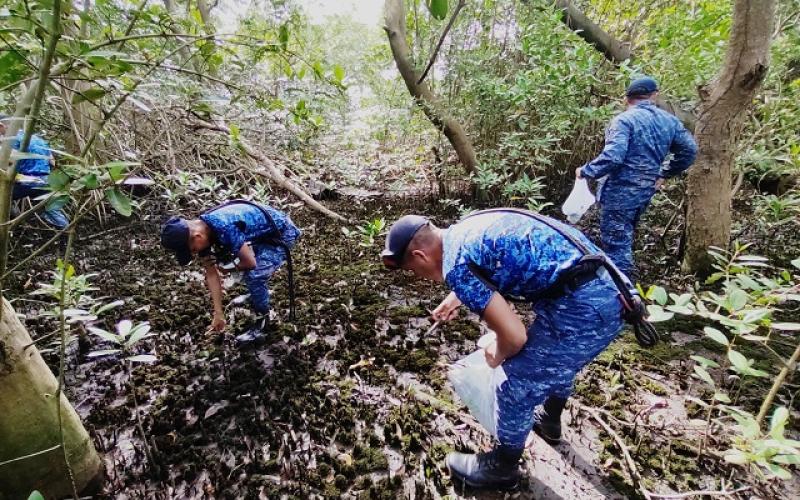 Comando Naval del Pacífico protege el ecosistema de la costa Sur a través de la siembra de Mangle