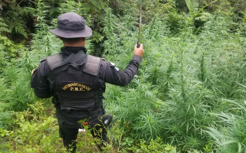 Incautaciones al narcotráfico sobrepasan los Q3550 millones en el país