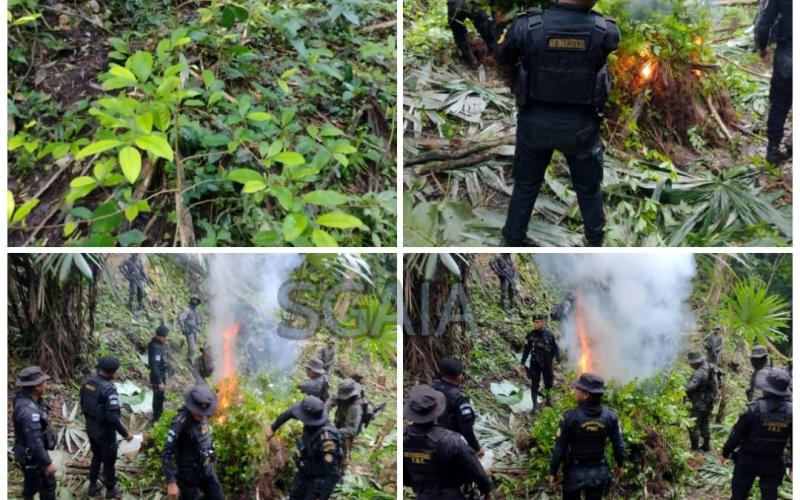 Agentes antinarcóticos del Mundo Maya  erradican campos con ilícitos