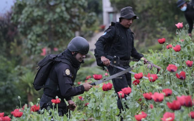 Personal de la SGAIA acciona erradicando 2 mil 164 millones de ilícitos