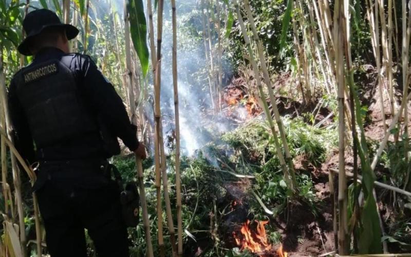 Erradican más de 28 mil matas de marihuana en Totonicapán