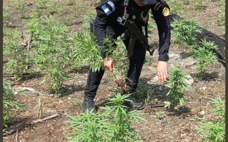 Erradican 50 mil matas de marihuana en Petén