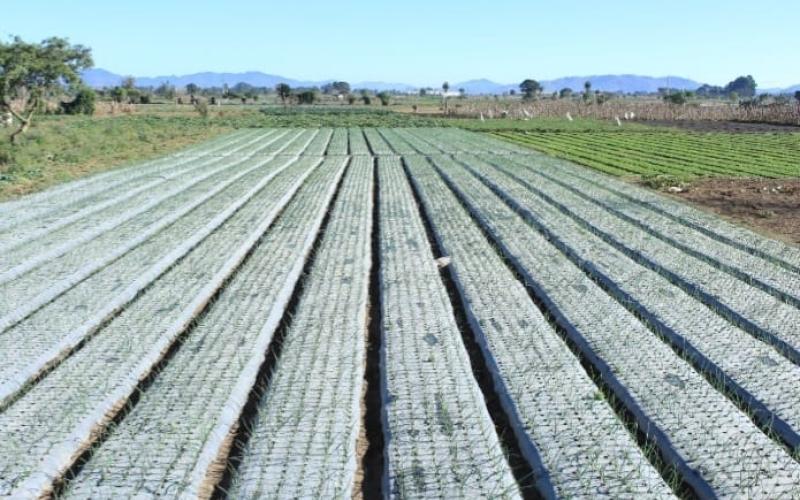 MAGA previene al sector agropecuario por ingreso de frentes fríos 