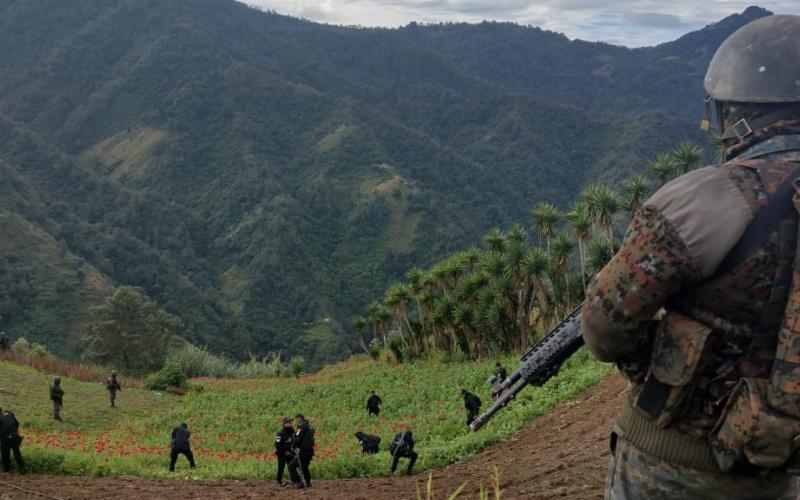 Ejército de Guatemala contribuye en la lucha contra el cultivo de ilícitos.