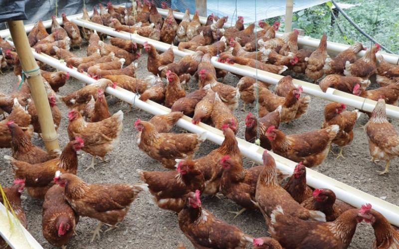 Guatemala en alerta por casos de Influenza Aviar de alta patogenicidad 