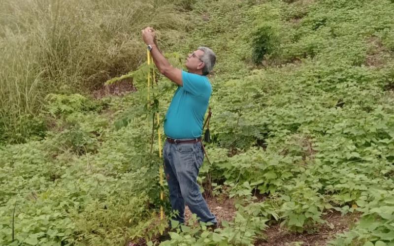 Delegación de El Progreso verifica desarrollo de plantación forestal