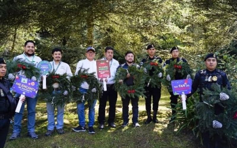 Instituciones buscan concientizar a la población sobre la protección del Pinabete