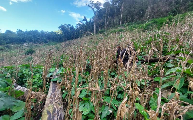 Erradican más de 249 mil arbustos de hoja de coca en Alta Verapaz
