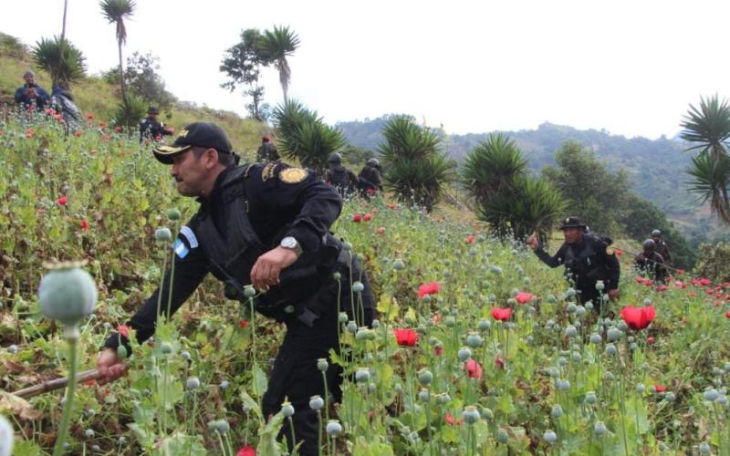 Localizan y erradican más de 198 mil matas de amapola en Tajumulco