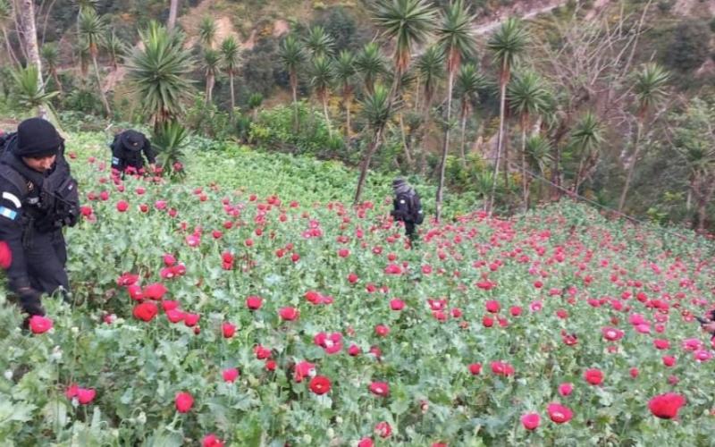 Erradican más de 80 mil arbustos de hoja de coca en Petén