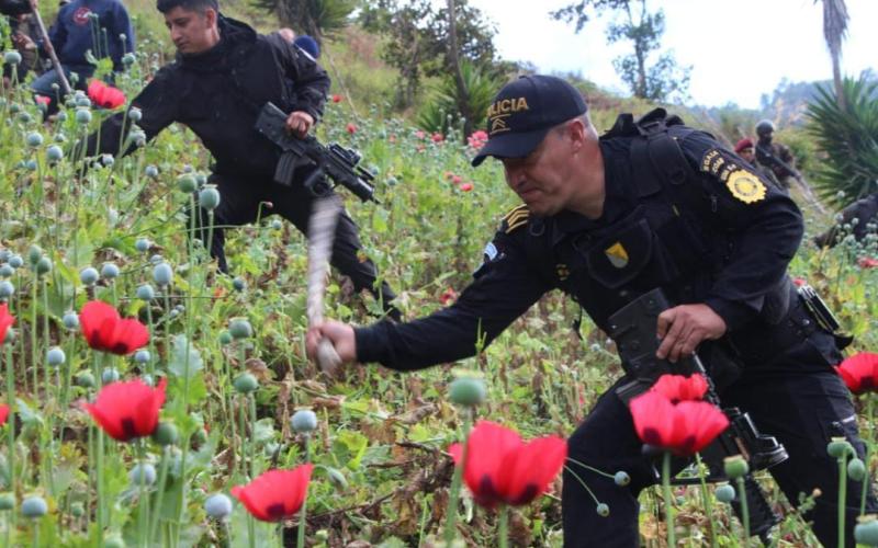 En el segundo día de erradicación de plantaciones ilícitas en San Marcos, el Ministerio de Gobernación (Mingob), con la coordinación del Quinto Viceministerio y el trabajo operativo de la Subdirección General de Análisis de Información Antinarcótica (SGAIA), de la Policía Nacional Civil (PNC) efectuó el pasado 22 de noviembre, la ubicación y posterior destrucción de 126 mil 209 matas de amapola.  La entidad policial indicó que fueron localizados dos campos estaban ocultos en sectores del caserío Las Flores 