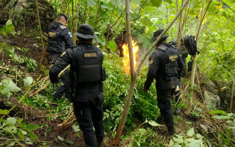 Operativo interinstitucional permite erradicación de cultivos ilícitos en Petén