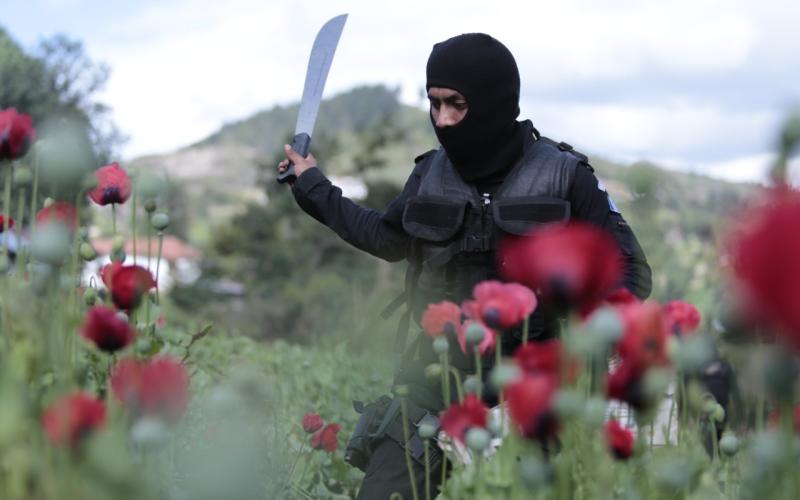 Localizan 192 mil 249 matas de amapola en Tajumulco, San Marcos