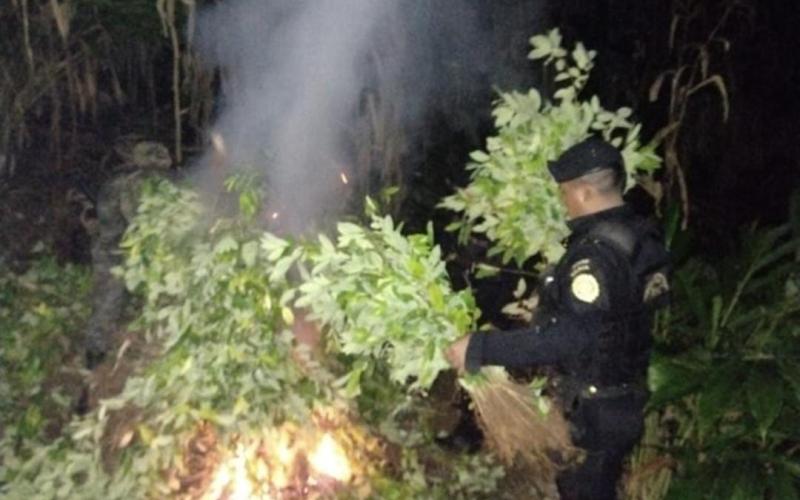 Erradican más de 48 mil arbustos de hoja de Coca en Izabal
