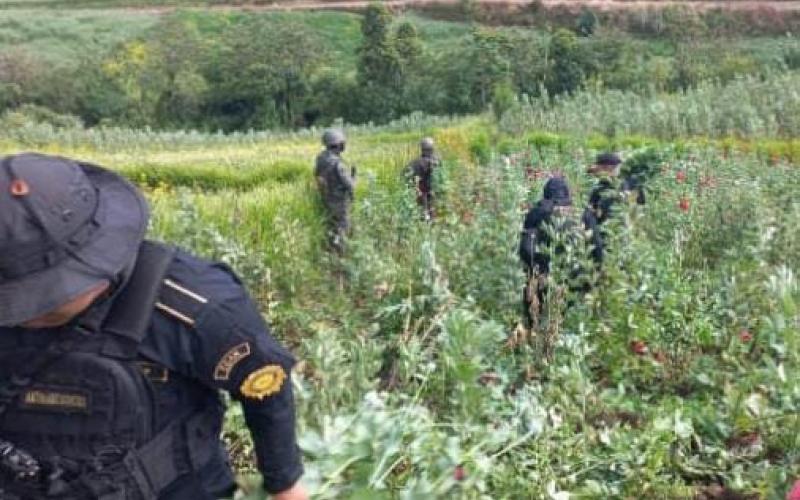 Localizan plantación de amapola en San Marcos