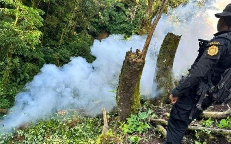 Erradican más de 24 mil arbustos de hoja de coca en Zacapa