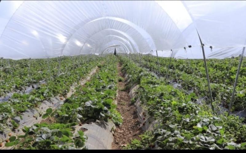 MAGA emite recomendaciones al sector agropecuario por ingreso de heladas