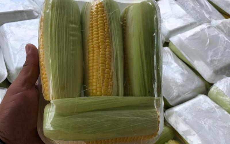 Productores de hortalizas en Jutiapa sacan provecho del moderno centro de acopio