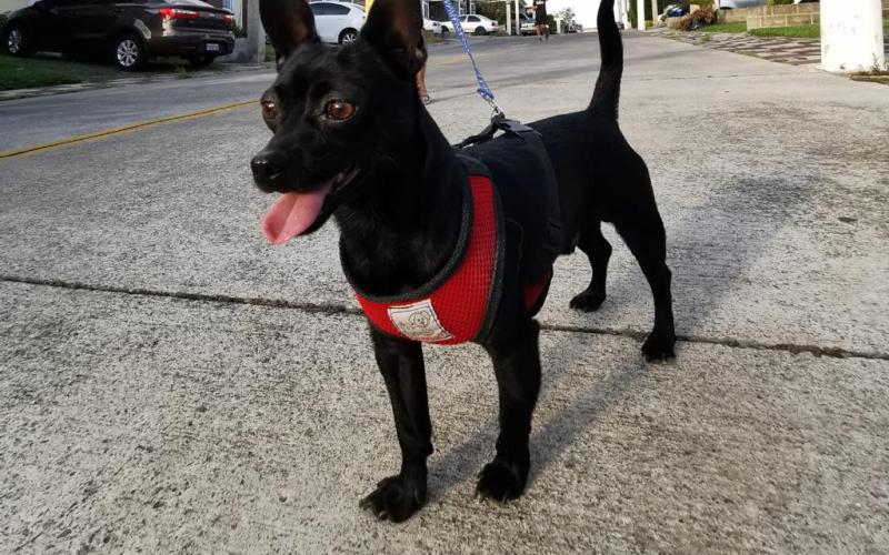 Recomendaciones para cuidar a sus mascotas si viaja en esta época