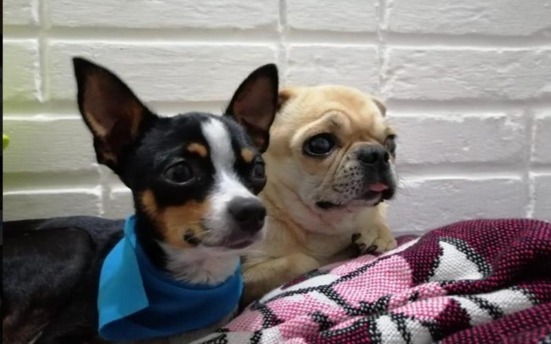 Proteja a sus mascotas de la pirotecnia excesiva en esta época 