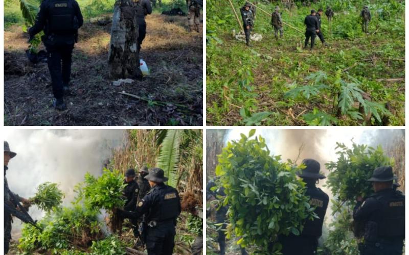 SGAIA erradica 316 mil arbustos de hoja de coca