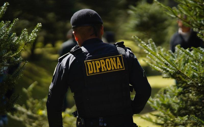 Continúan acciones para la protección del pinabete