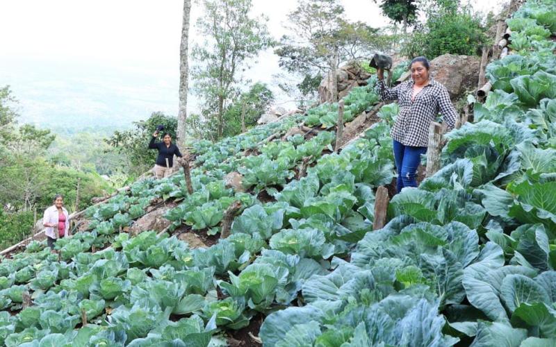Alerta para prevenir incendios forestales y afecciones al sector pecuario con el uso de pirotecnia