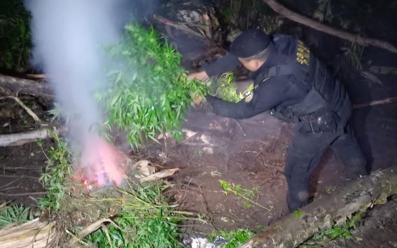 Coordinación interinstitucional erradica 90 mil matas de marihuana en Petén
