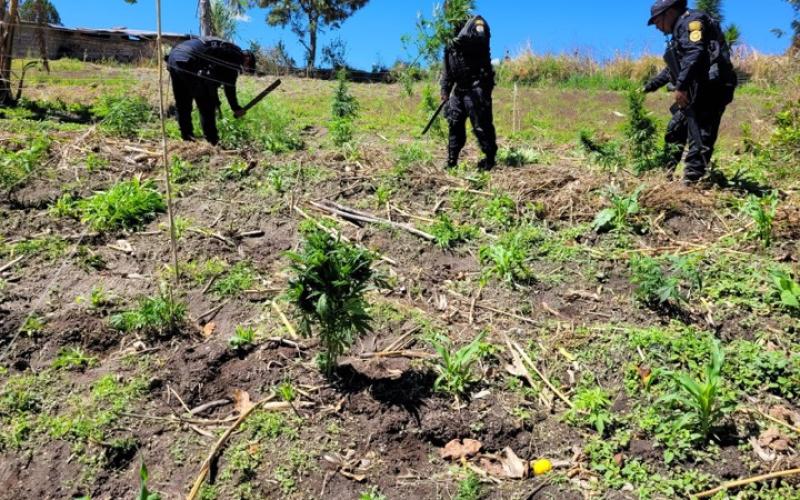 Erradican plantación de marihuana valorada en más de Q10 millones