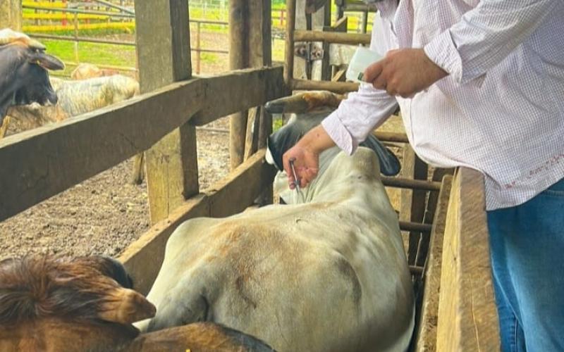 MAGA previene enfermedades en hato ganadero de Petén 