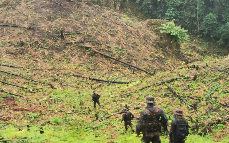 Fuerzas de Tierra del Ejército localizan plantaciones de coca y marihuana en Petén.