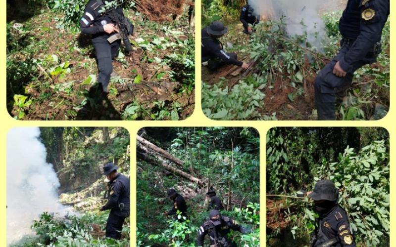 PNC erradica arbustos de hoja de coca valorados en Q234 mil