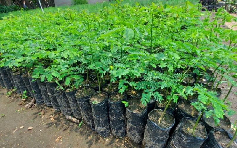 Impulsan acciones para fortalecer zonas degradadas y de recarga hídrica  