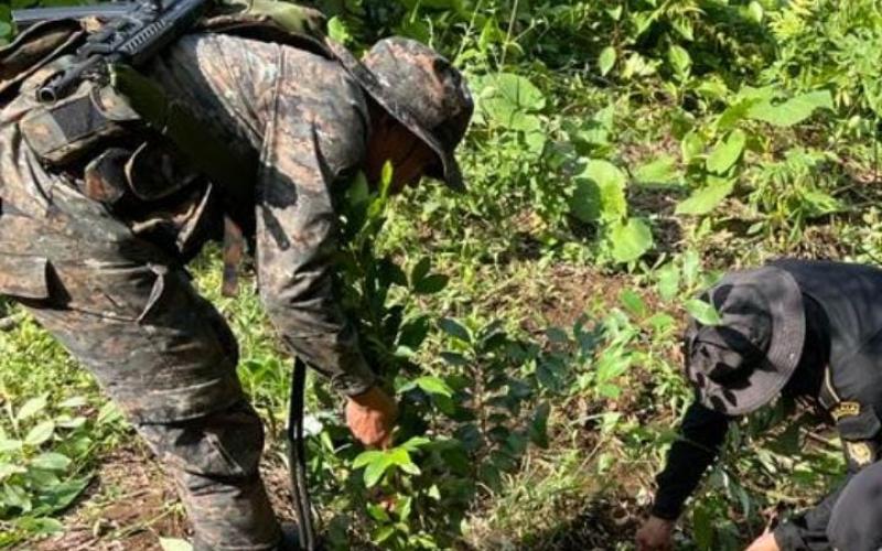 8,100 arbustos de coca fueron erradicados en Alta Verapaz.