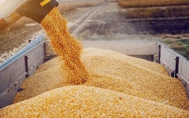 El maíz es un producto de primera necesidad.