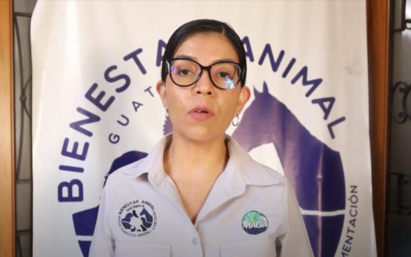 Investigan la muerte de tres perros en Quetzaltenango 