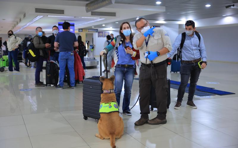 Guatemala refuerza medidas fitosanitarias para prevenir el hongo Fusarium