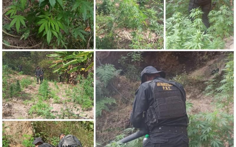 Erradican plantaciones de marihuana valoradas en más Q36 millones